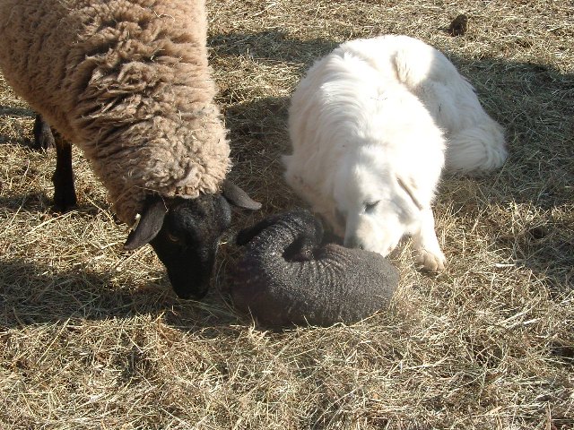 Hailey assisting in lambing