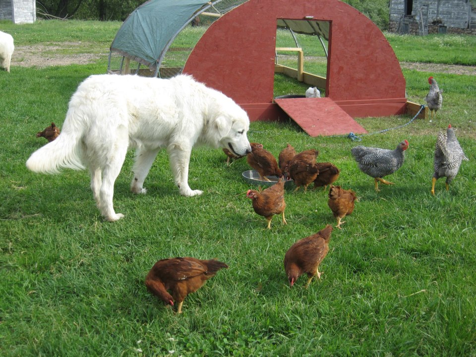 Stoneybrook's Hailey and chickens