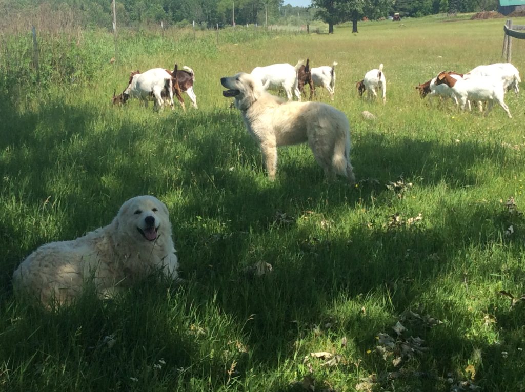 Boer goats with two Maremma Sheepdogs lying in the shade