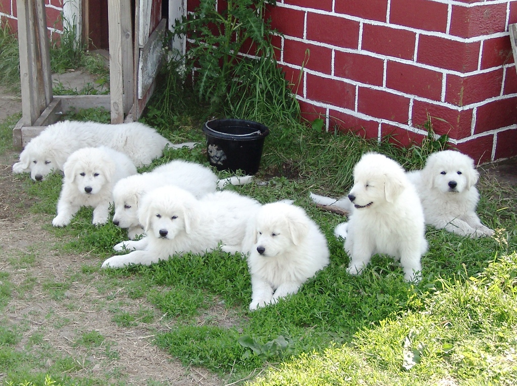 Dog sales maremma breed