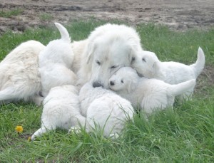Maremma-pups-2006-076