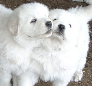 sheepdogs-2006-047-1